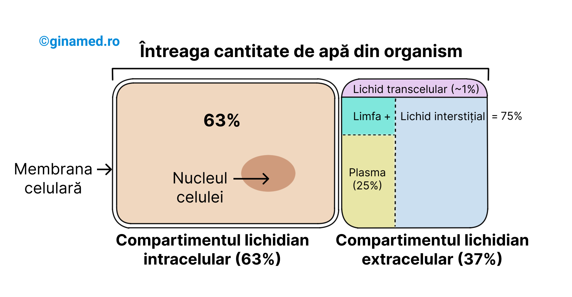 Distribuția apei în cele două compartimente lichidiene ale organismului.