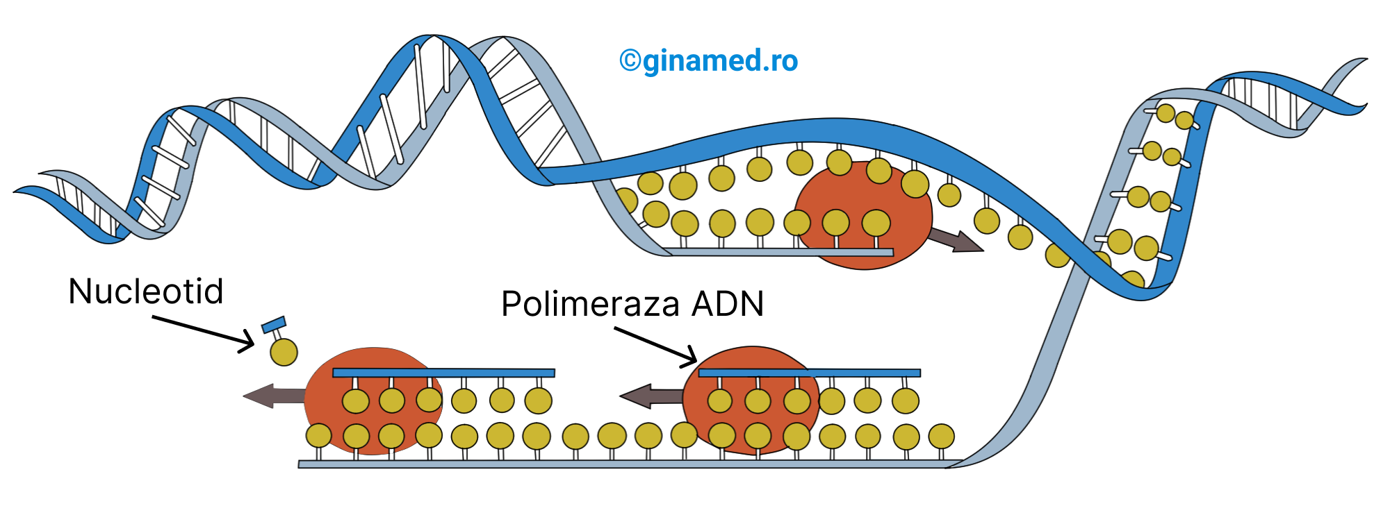 Procesul de replicare a ADN-ului.
