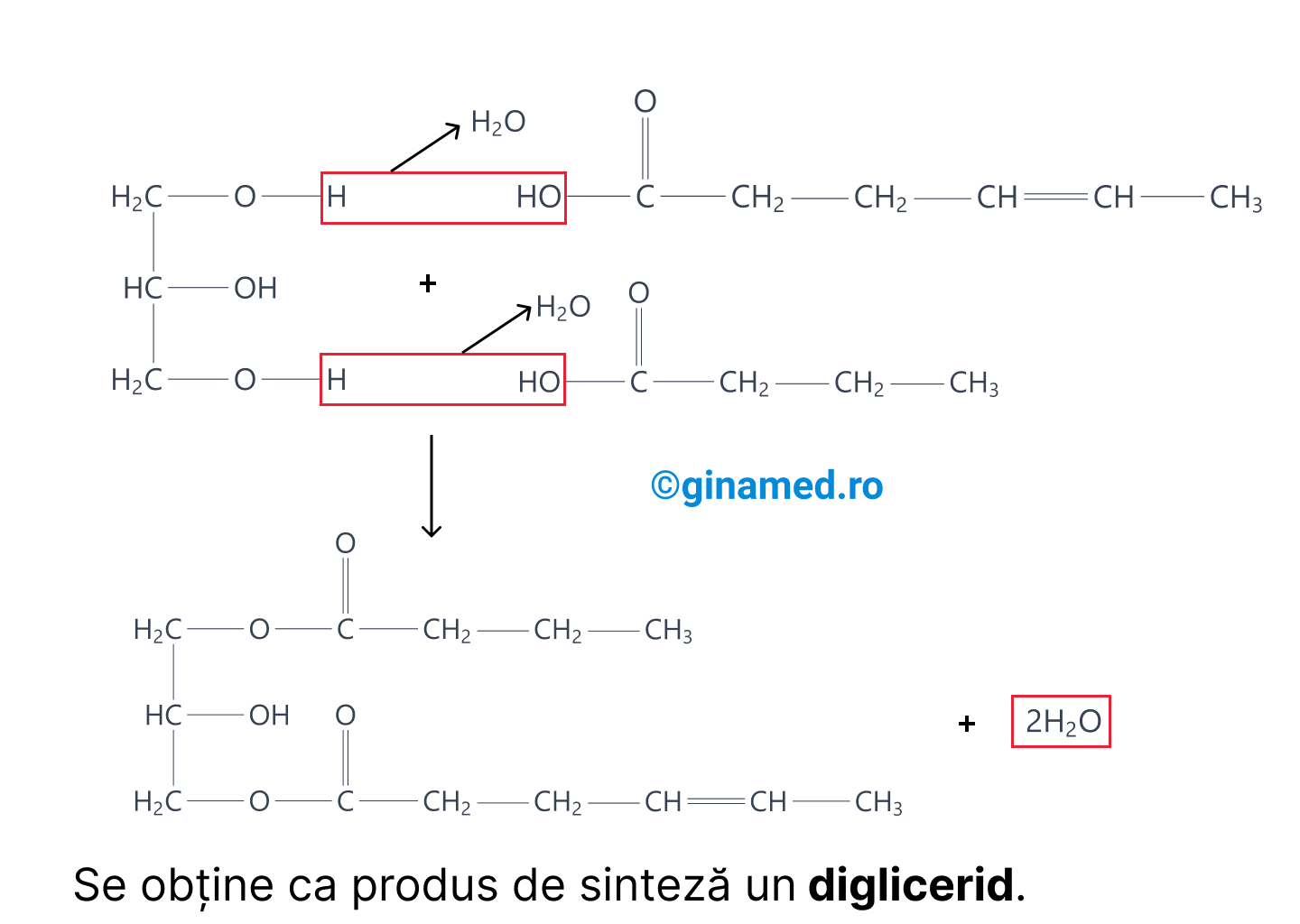 Sinteza unei molecule de grăsime.
