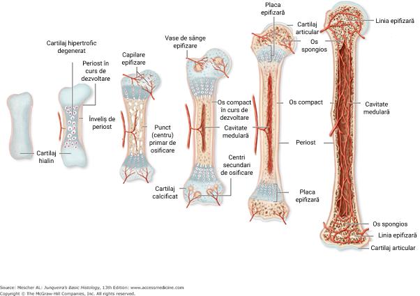 Osteogeneza.