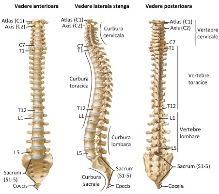 Coloana vertebrală.