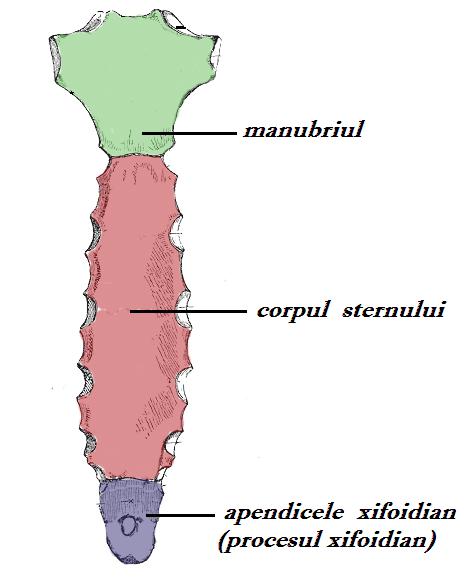Structura sternului.