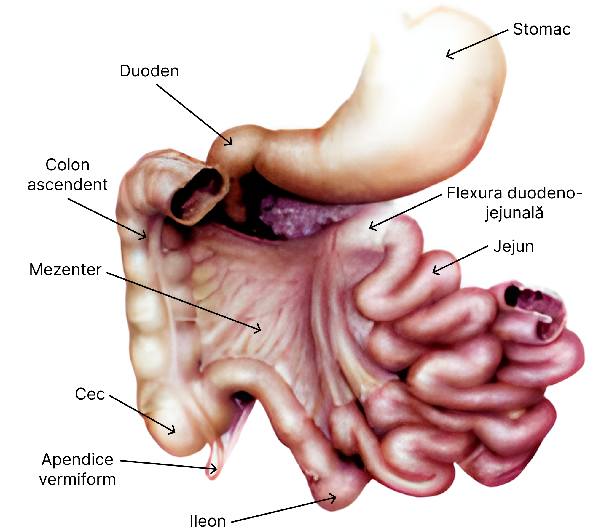 Intestinul subțire. Mezenter - foiță a peritoneului care învelește intestinul și îl leaga de peretele posterior al abdomenului (contine vase de sânge, vase limfatice, nervi).