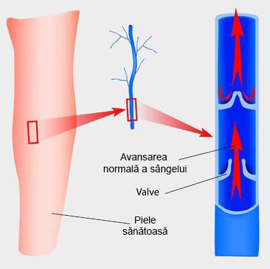 Valve venoase.