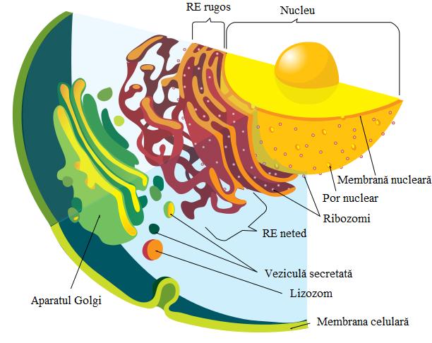 Dispunerea unor organite celulare.