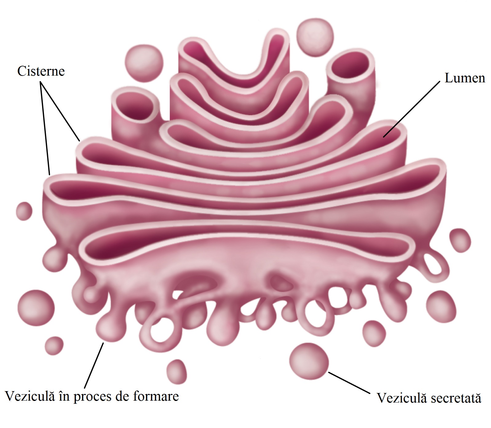 Structura aparatului Golgi.