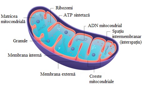 Structura mitocondriei. 