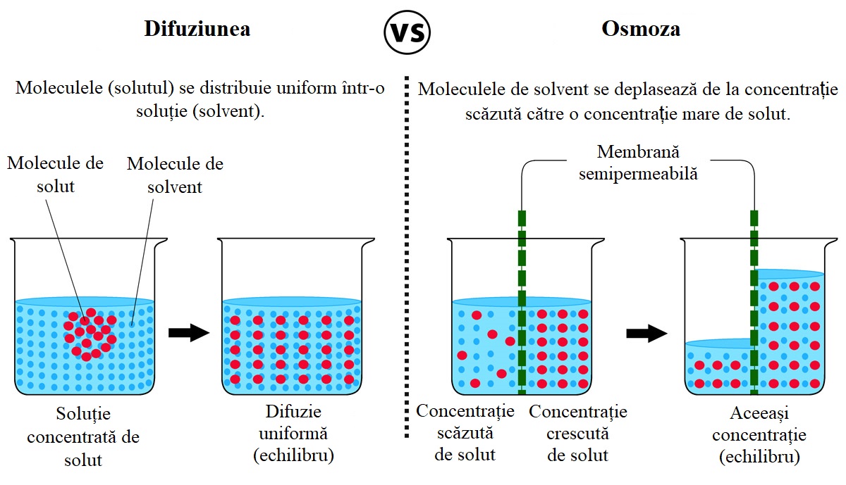 Diferențe între difuziune și osmoză. 