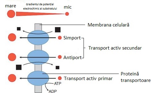 Transport activ primar și secundar. 