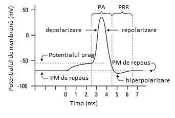 Fazele potențialului de acțiune în neuron (PA – perioada refractară absolută, PM - potențial membranar).