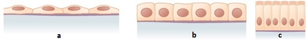Epiteliu de acoperire simplu: a. pavimentos, b. cubic, c. cilindric ciliat. 