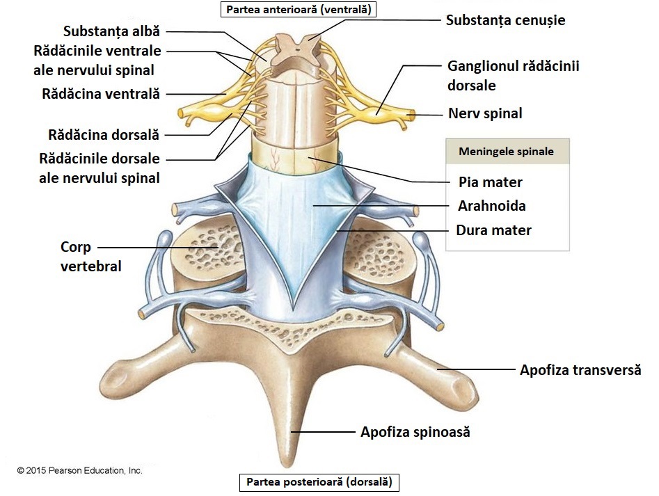Meningele spinale.