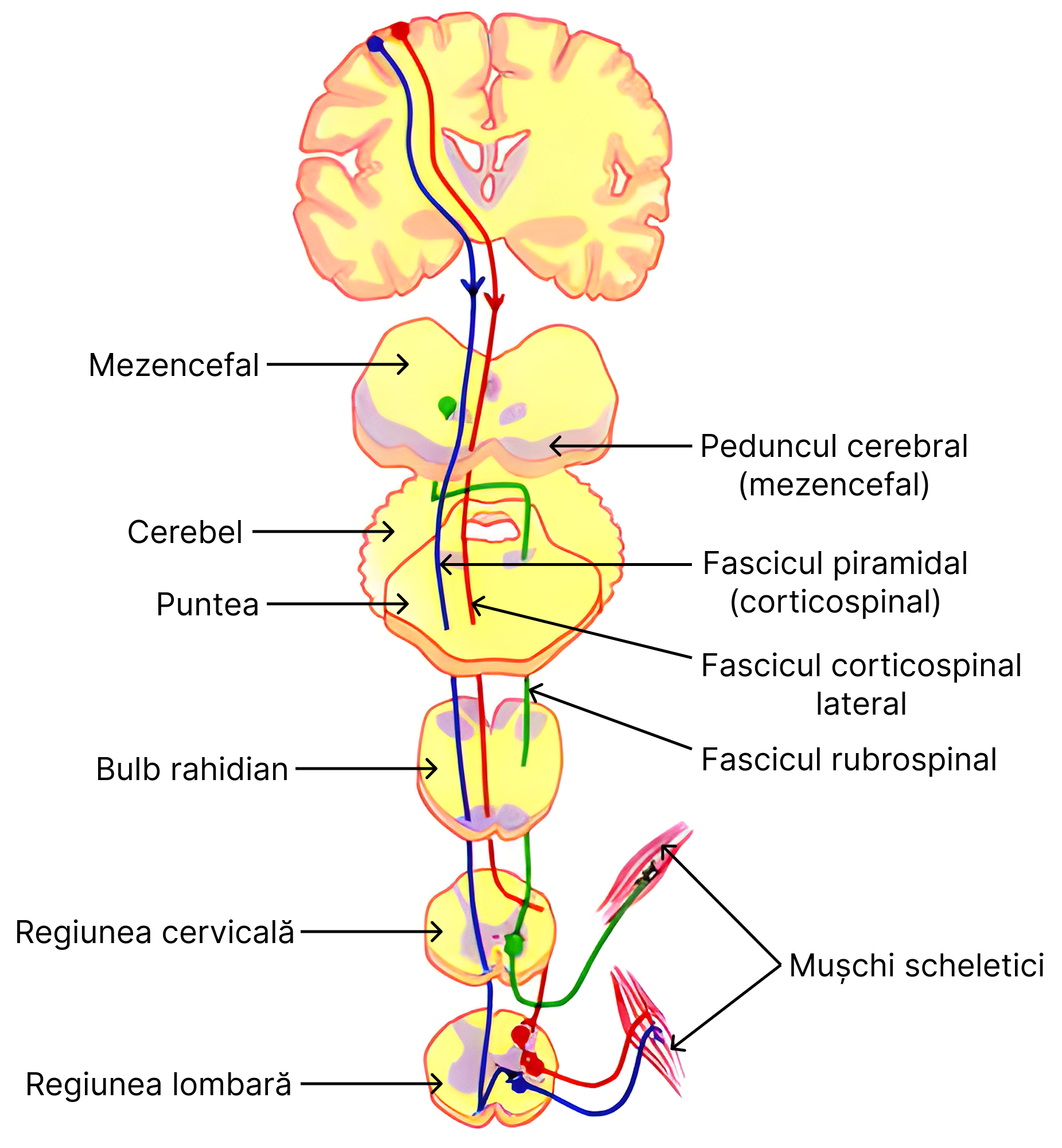 Căi descendente piramidale și extrapiramidale (fasciculul rubrospinal care se încrucișează în mezencefal).