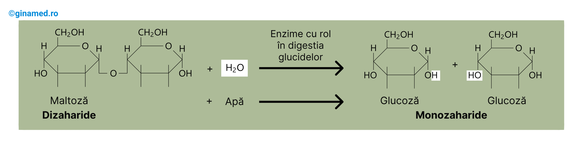 Digestia chimică a <b>glucidelor</b> în duoden.