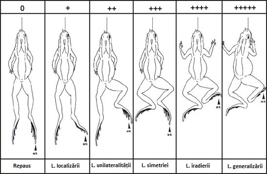 Legile iradierii reflexelor medulare. 