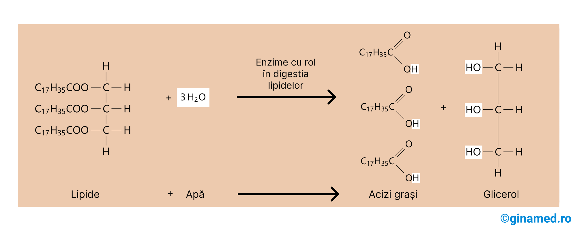 Digestia chimică a <b>lipidelor</b> în duoden.