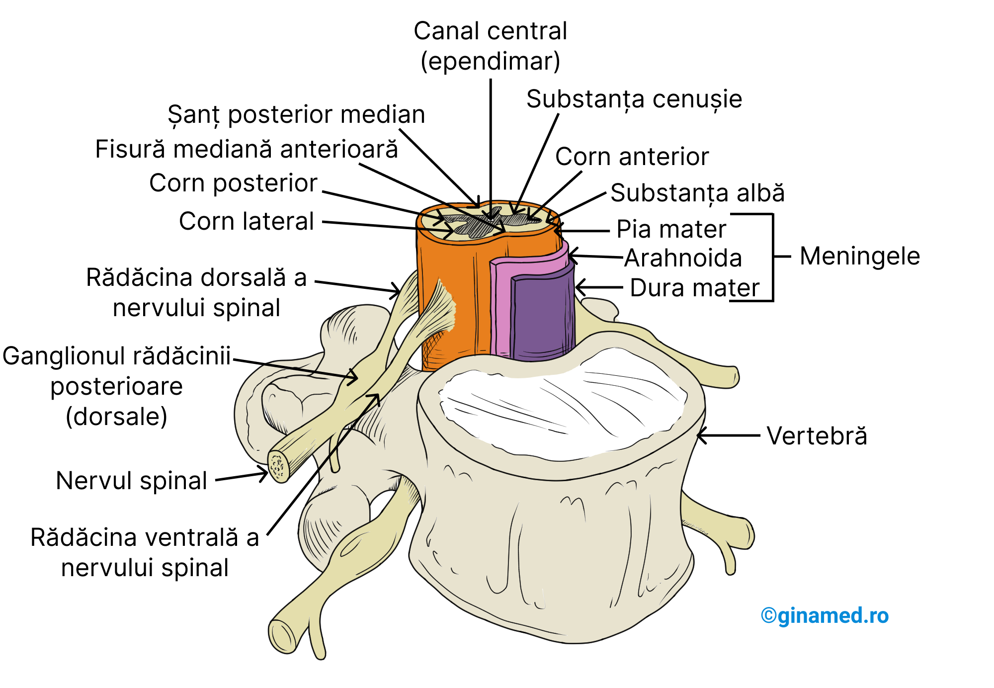 Secțiune transversală prin măduva spinării. Cele 3 straturi meningeale învelesc țesutul nervos care este totodată înconjurat de vertebre.