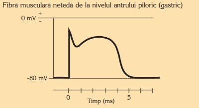 Potențialul de acțiune în fibra musculară netedă de la nivelul antrului piloric (gastric). 
