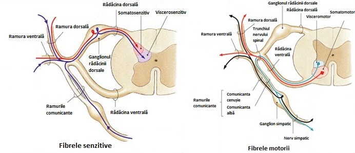 Trunchiul nervului spinal. 