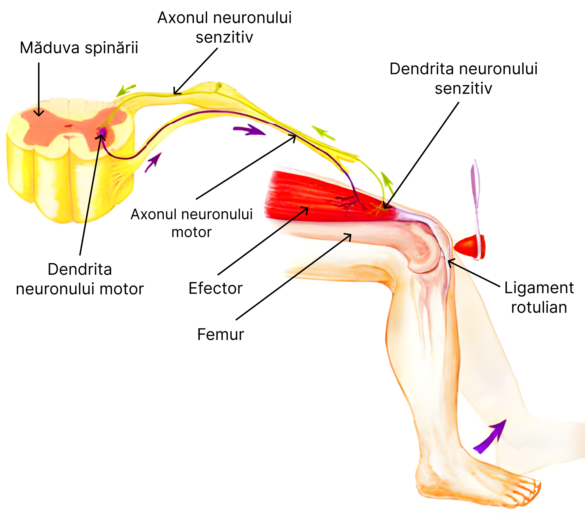 Reflex monosinaptic - reflexul rotulian.