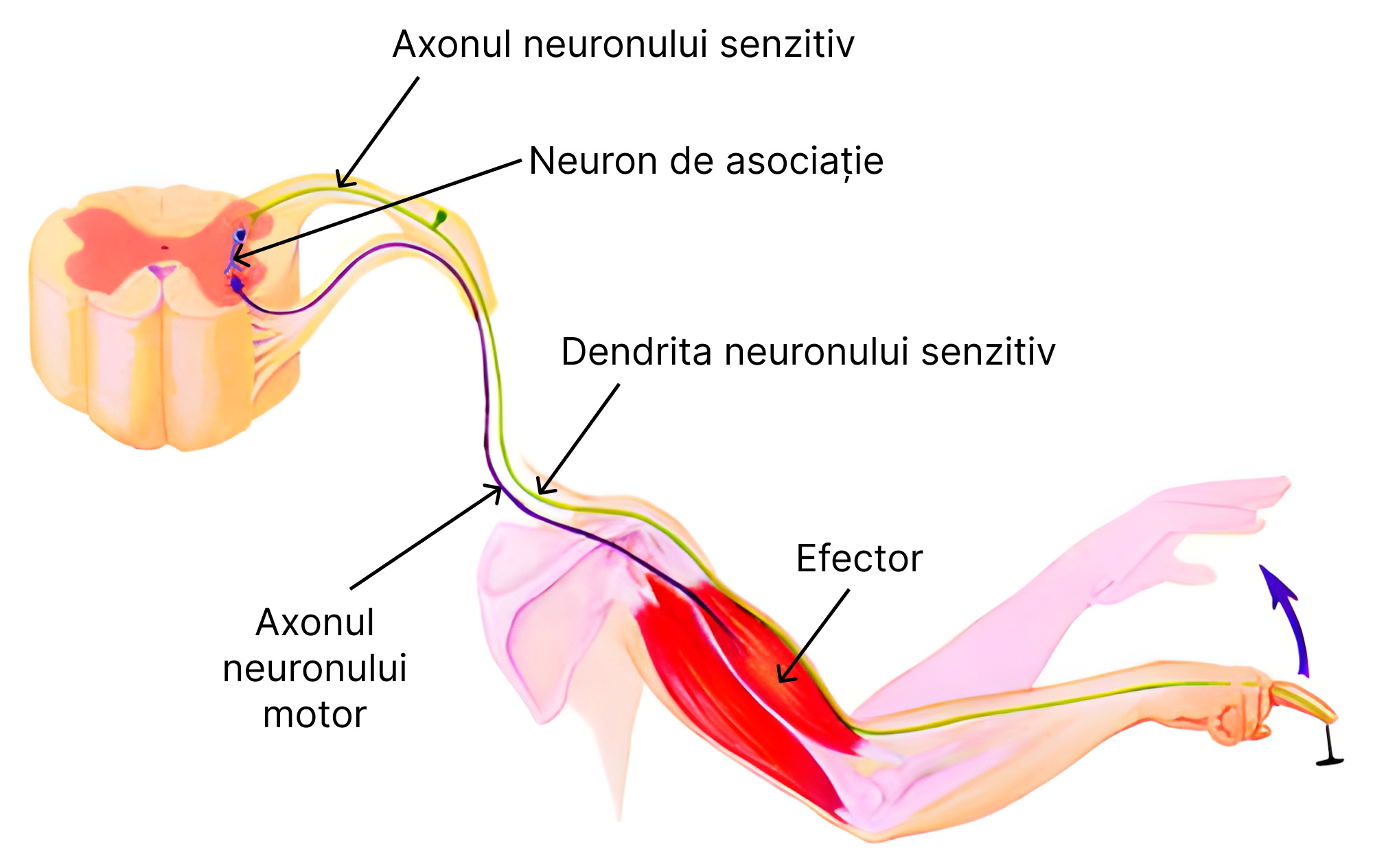 Reflex polisinaptic.