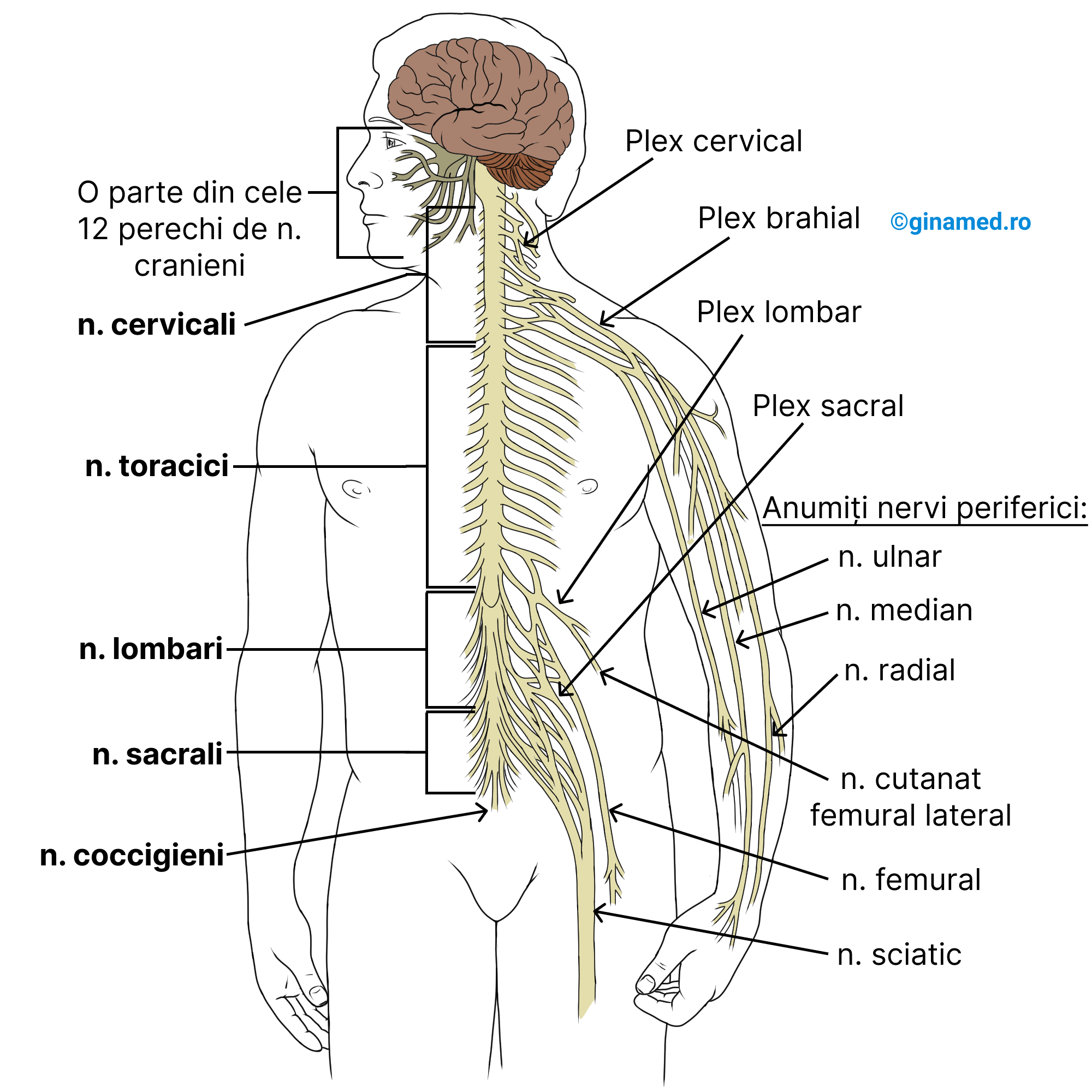 Sistemul nervos periferic: 12 perechi de nervi cranieni și 31 de perechi de nervi spinali.
