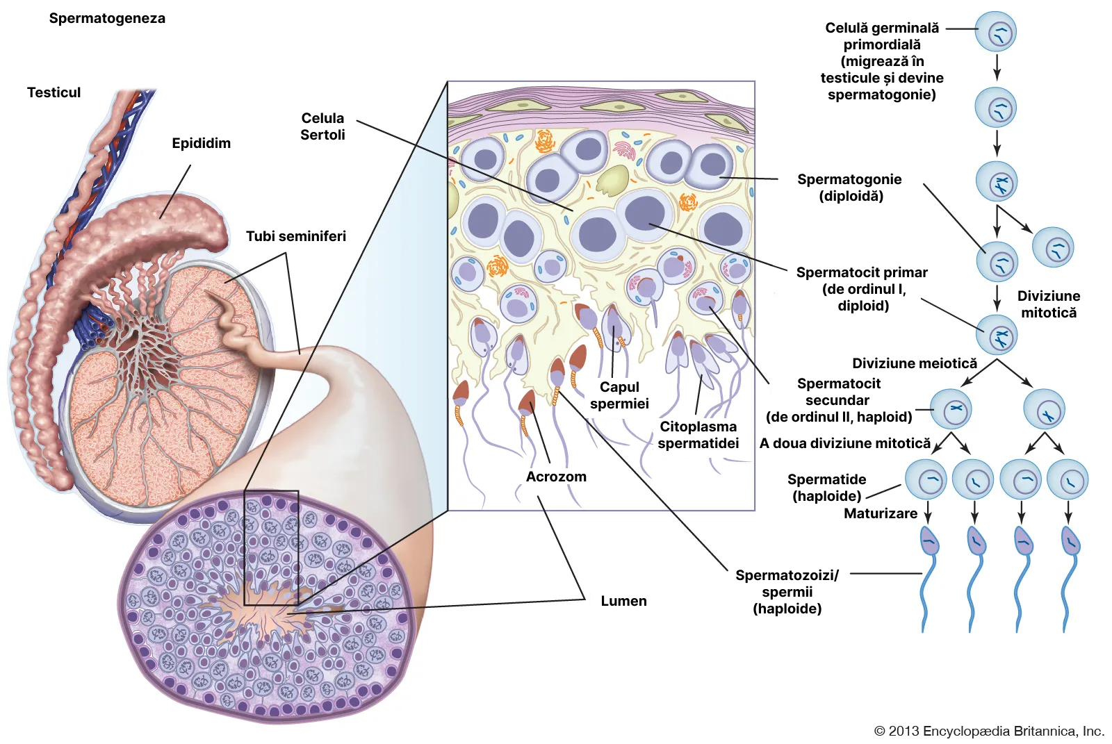 Spermatogeneza - în detaliu.