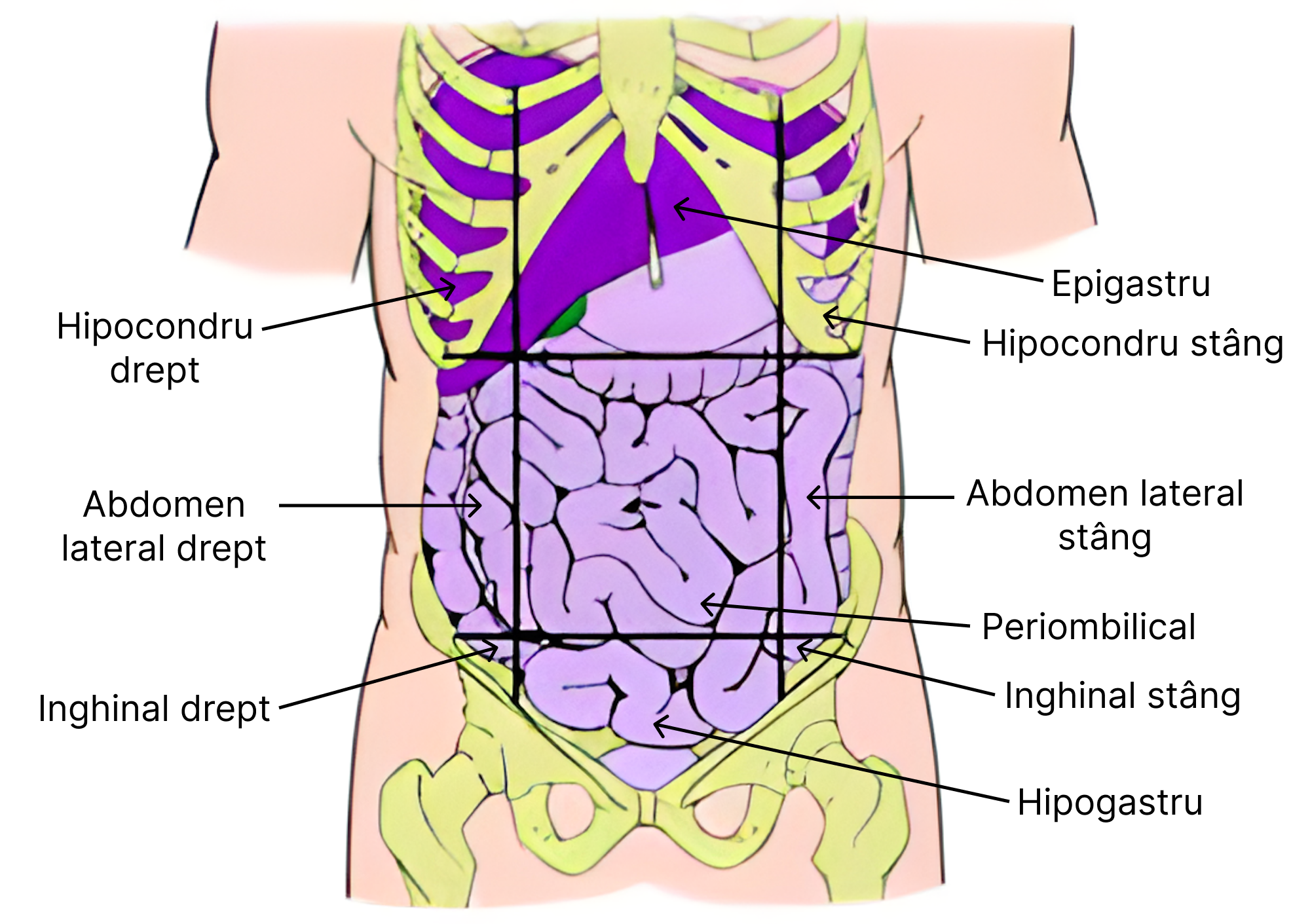 Subdiviziunile cavității abdominale.