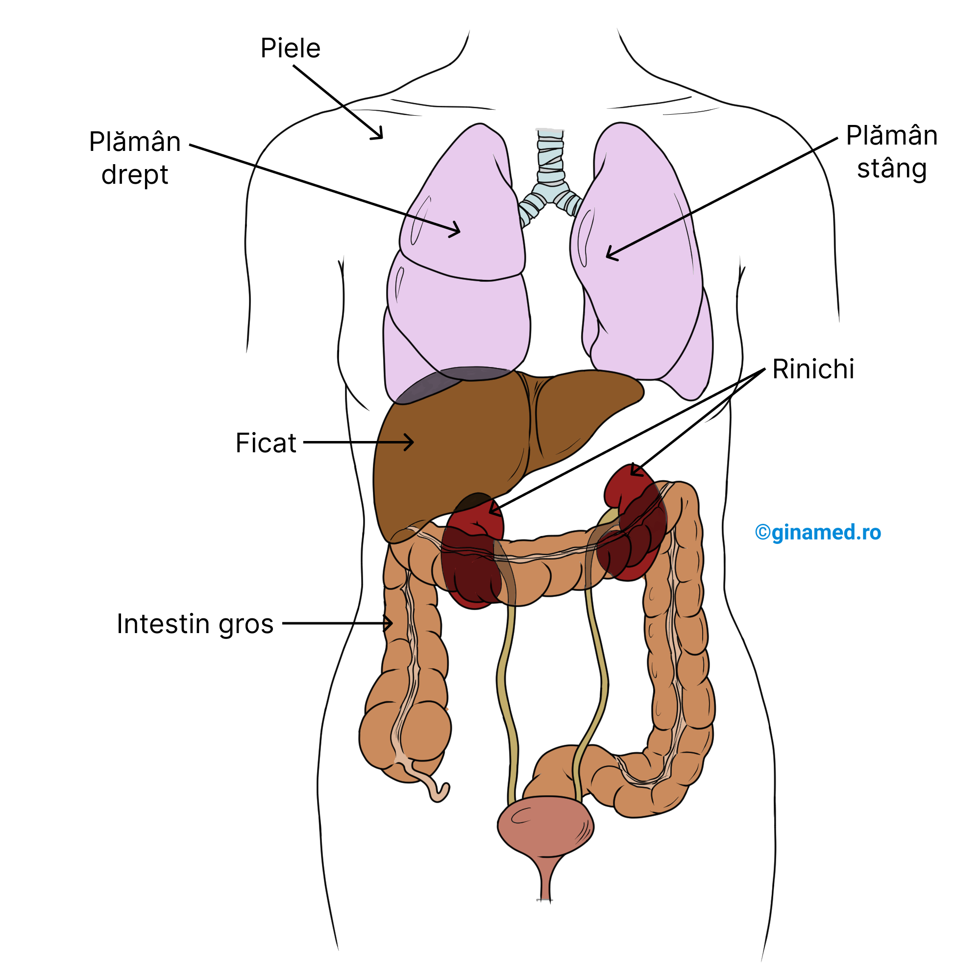 Alte organe excretorii care vin în <b>completarea funcțiilor sistemului urinar</b>.