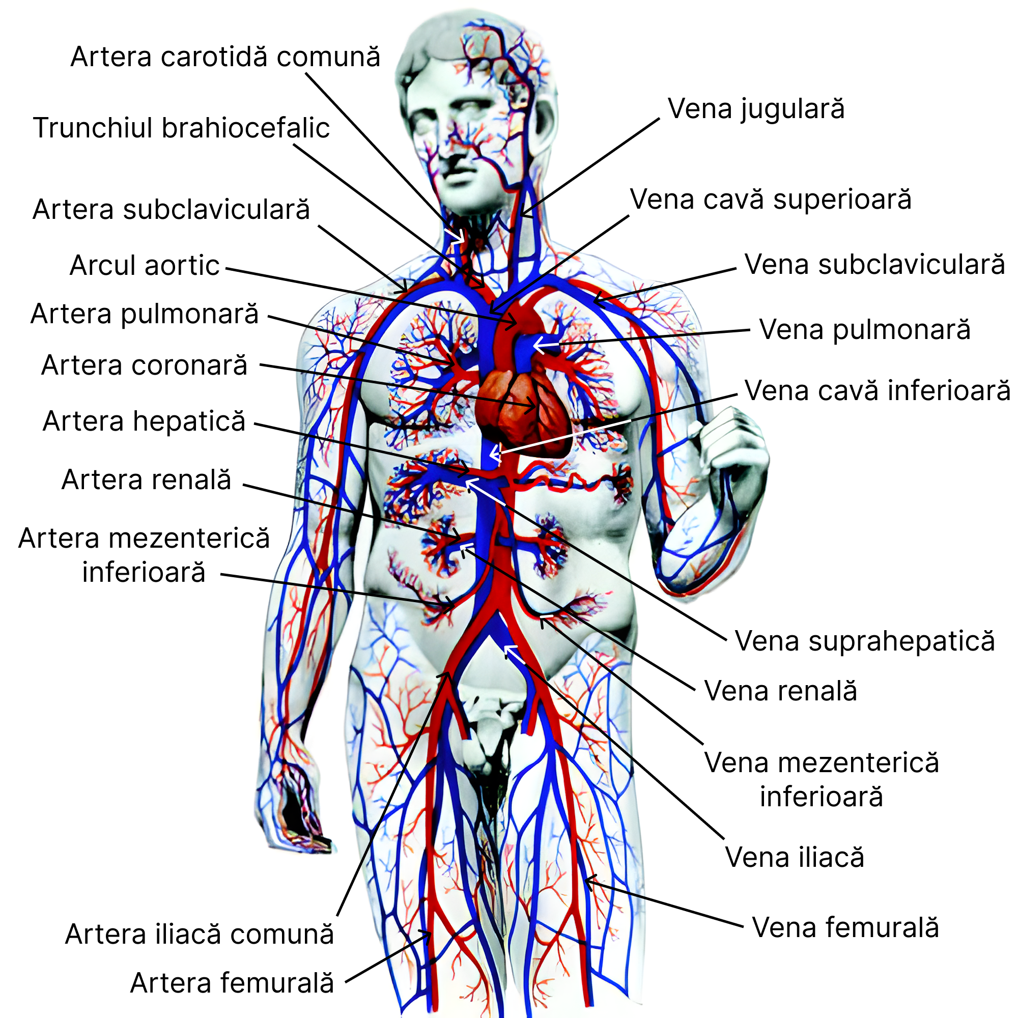 Arborele vascular.