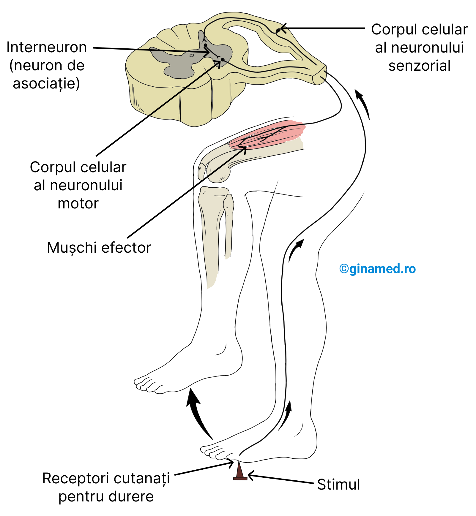 Un arc reflex tipic - reflexul de retragere.