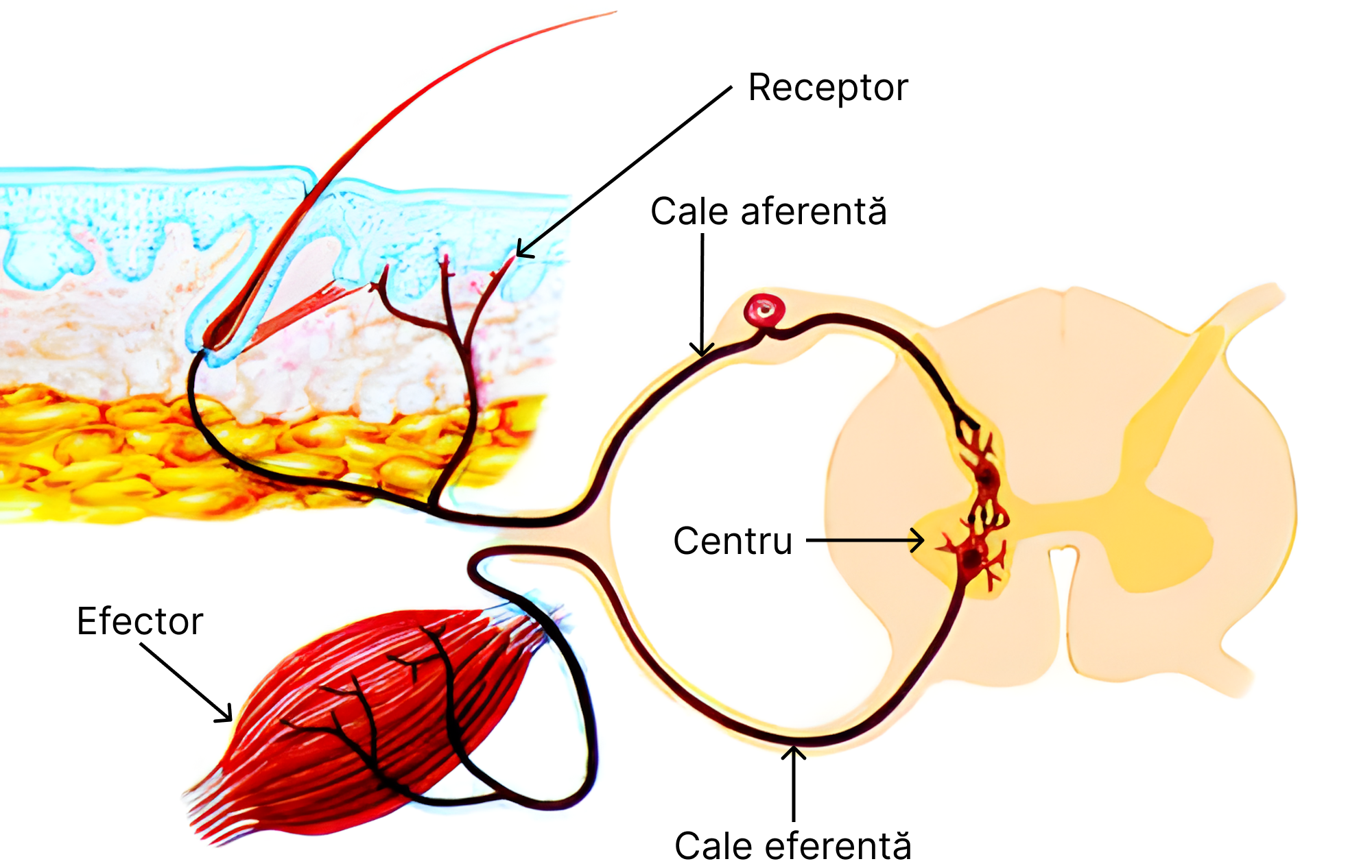 Arcul reflex.