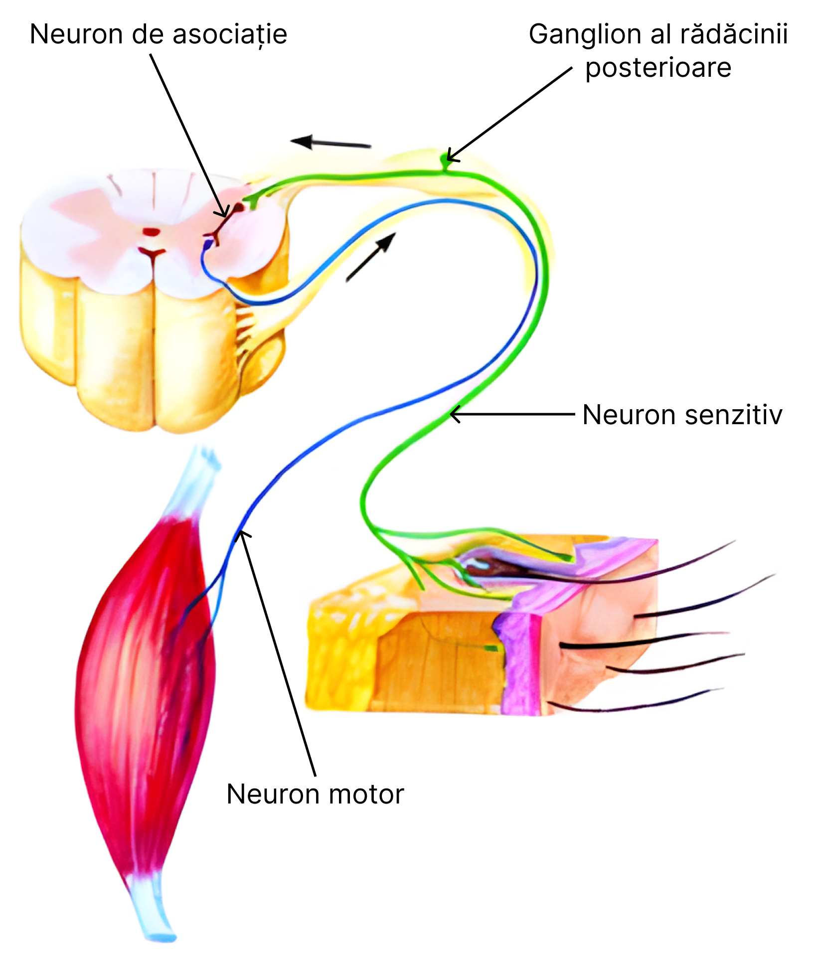 Arcul reflex somatic.