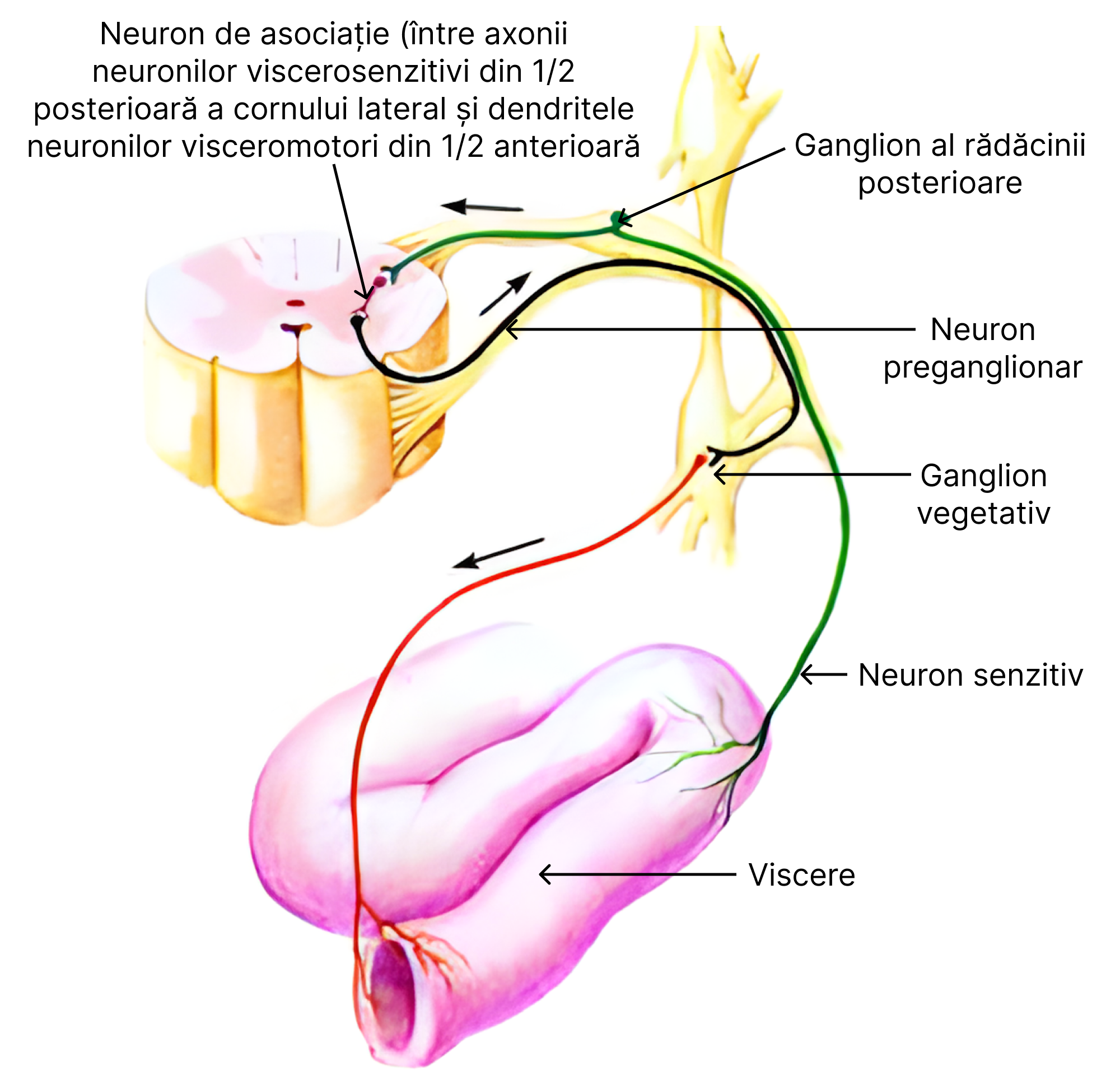 Arcul reflex vegetativ. 