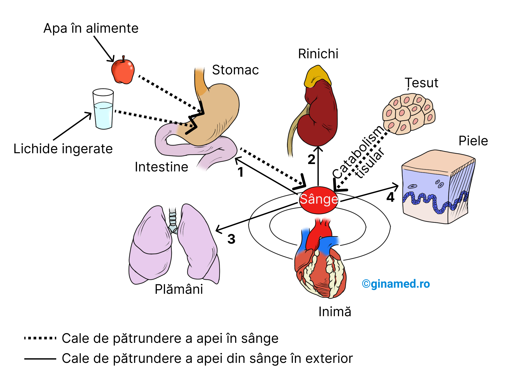 Căile de pătrundere a apei în sânge, precum și cele 4 căi de eliminare a apei din sânge în exteriorul organismului.
