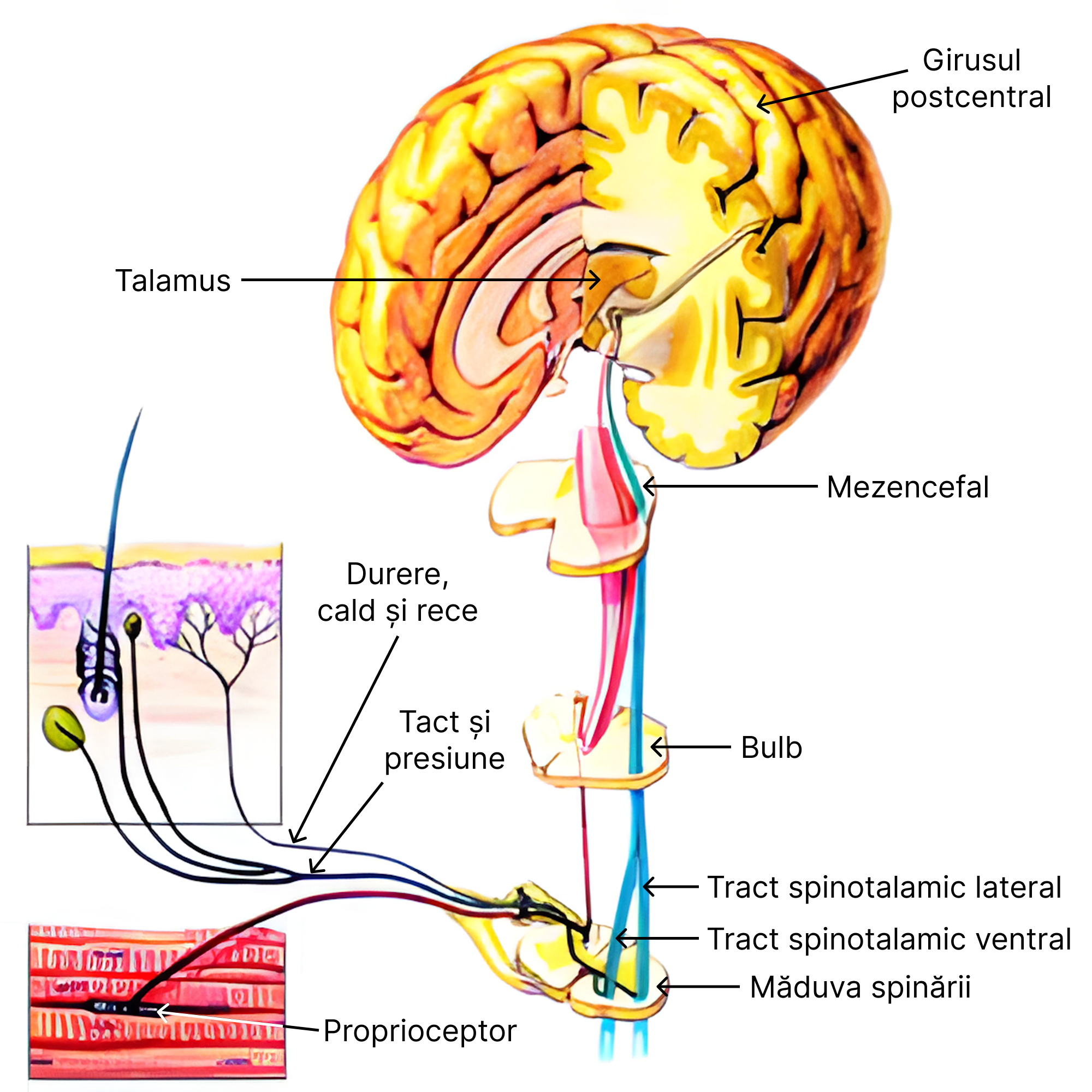 Calea sensibilității cutanate și kinestezice. De pe imagine se remarcă cum înainte de pătrunde în bulb, tractul spinotalamic lateral și cel ventral (anterior) se unesc. De asemenea, receptorii pentru durere, cald și rece, reprezentate în principal prin terminații nervoase libere se află în partea superficială a dermului și în profunzimea epidermului. Sunt terminații nervoase libere și în jurul bulbului firului de păr implicate în detectarea presiunii și atingerii. Totodată, pe desen, cu roșu este reprezentată calea sensibilității kinestezice, unde porțiunea îngroșată ce începe și de încrucișează de la nivelul bulbului este de fapt lemniscul medial.