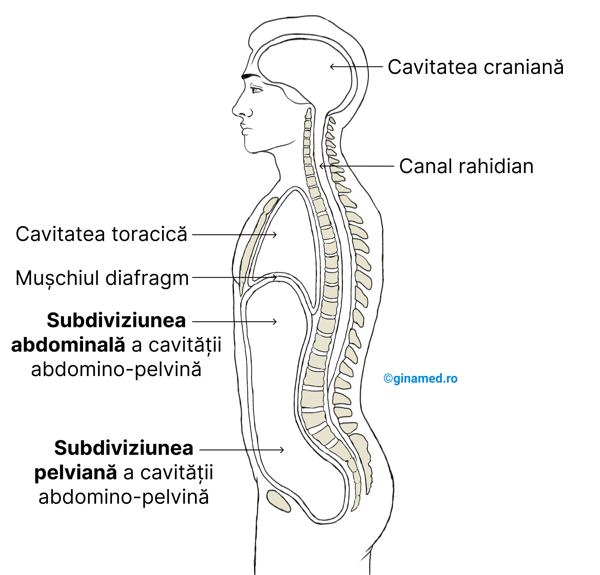 Cavitățile corpului și subdiviziunile acestora.