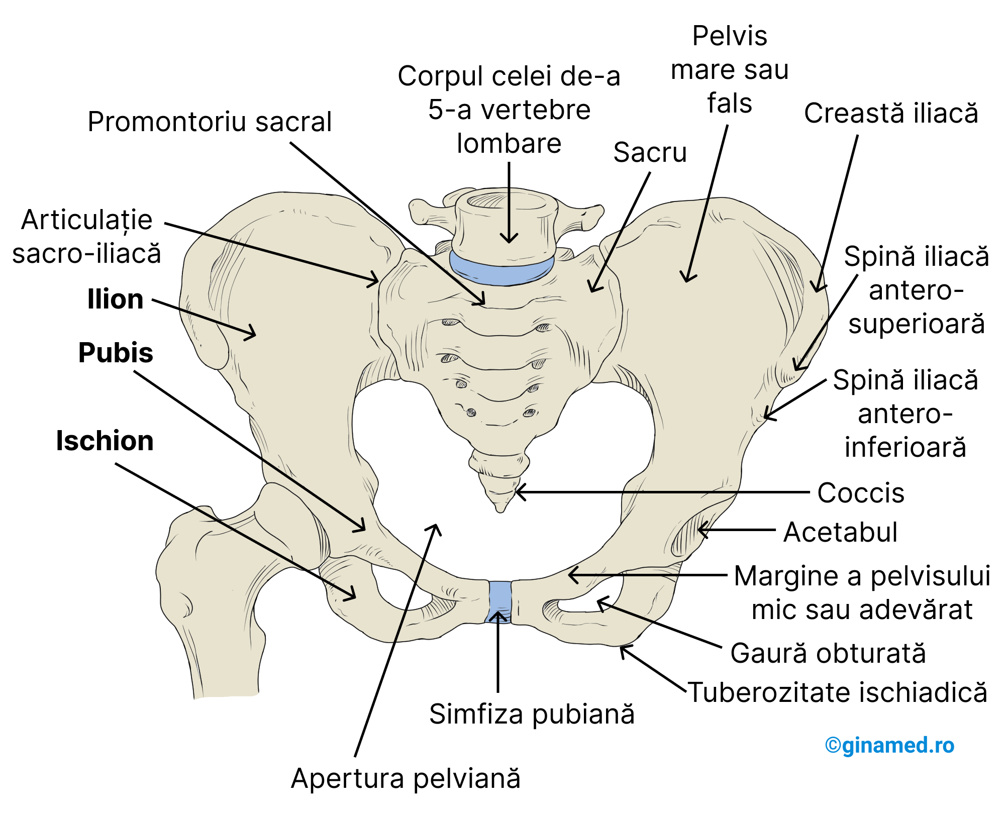 Structura centurii pelviene.
