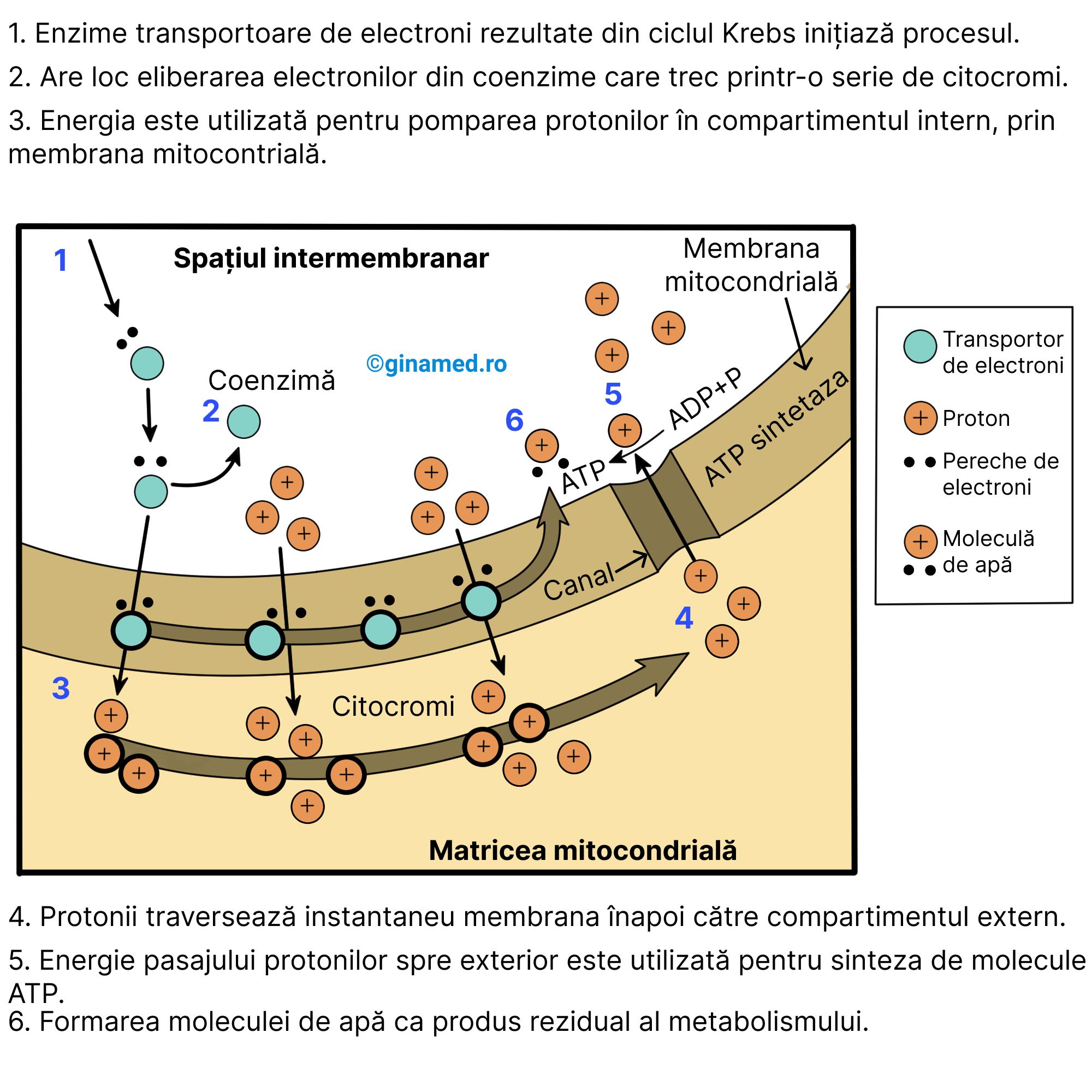 Chemiosmoza.