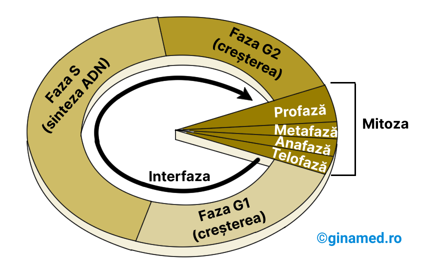 Ciclul celular cu cele două perioade majore: interfaza (are 3 faze) și mitoza (are 4 faze).