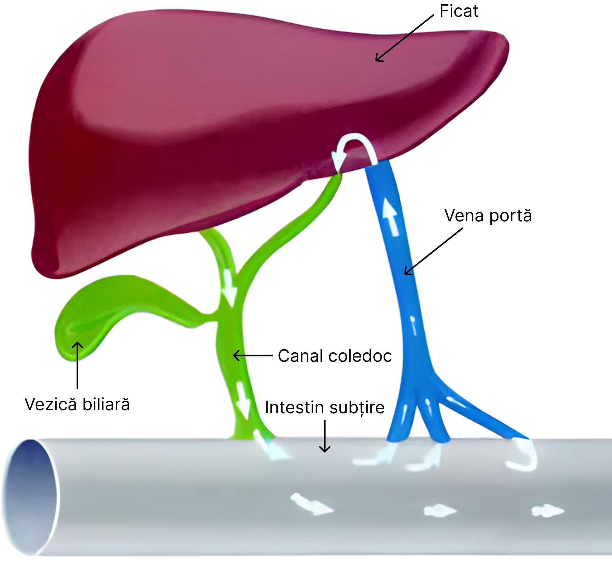 Circuitul enterohepatic.