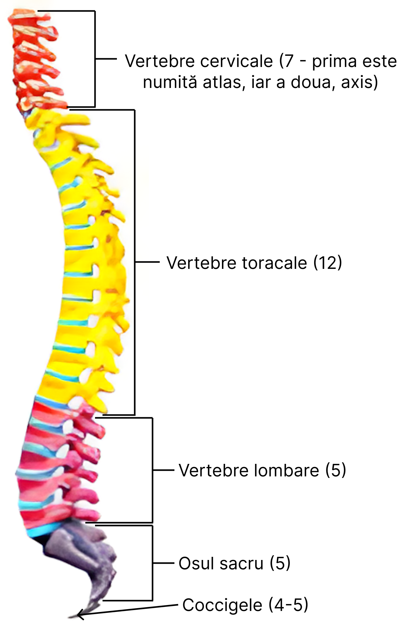 Coloana vertebral.