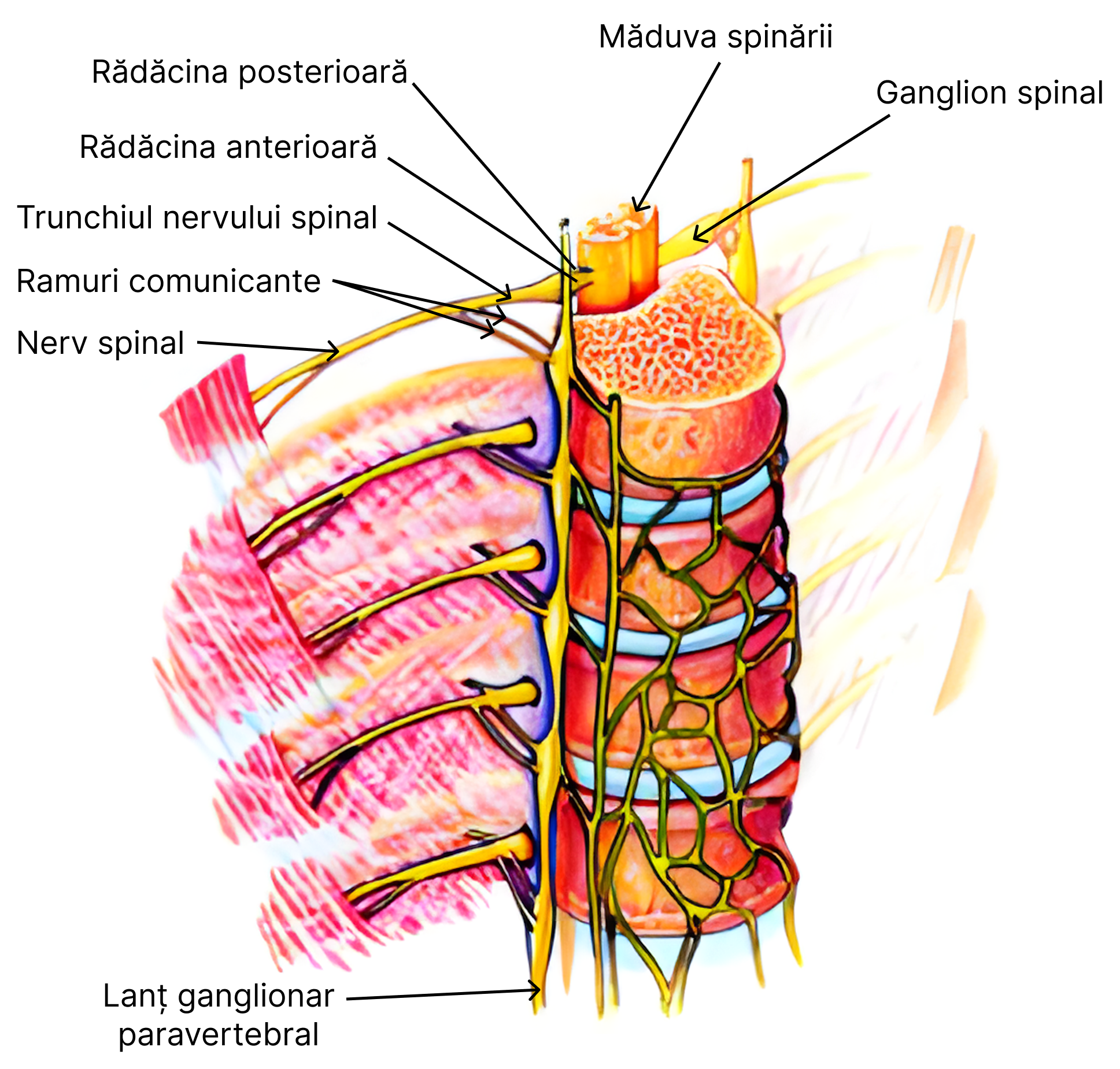 Componentele nervului spinal. Pe imagine se observă cum lanțul ganglionar paravertebral se află anterior de trunchiul nervului spinal.