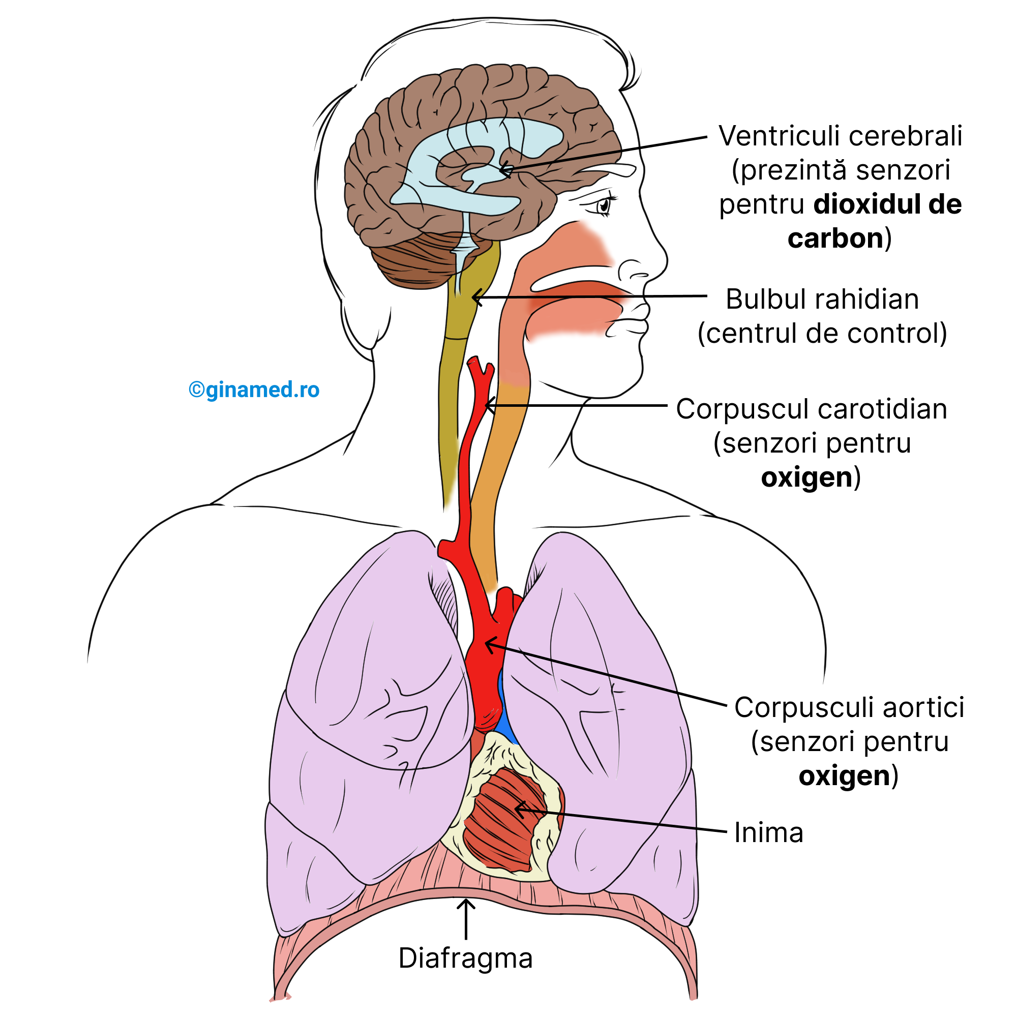 Controlul respirației în organism. 3 zone importante de control ale respirației se află în bulbul rahidian, arterele carotide și în arcul aortic.