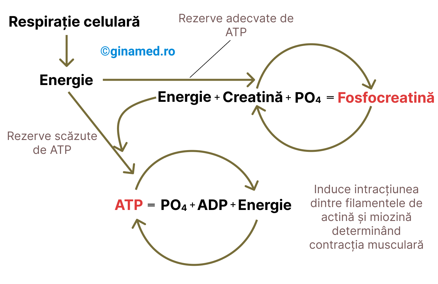 Conversia energiei la nivelul mușchilor.