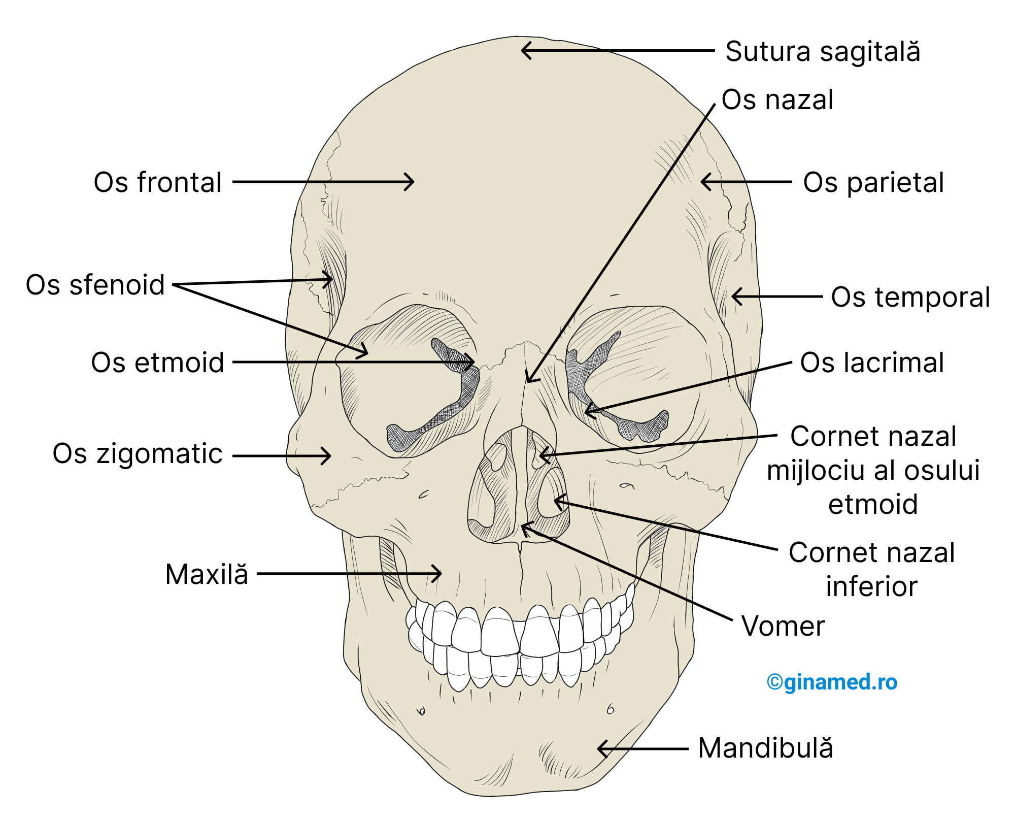 Craniul - vedere anterioară.