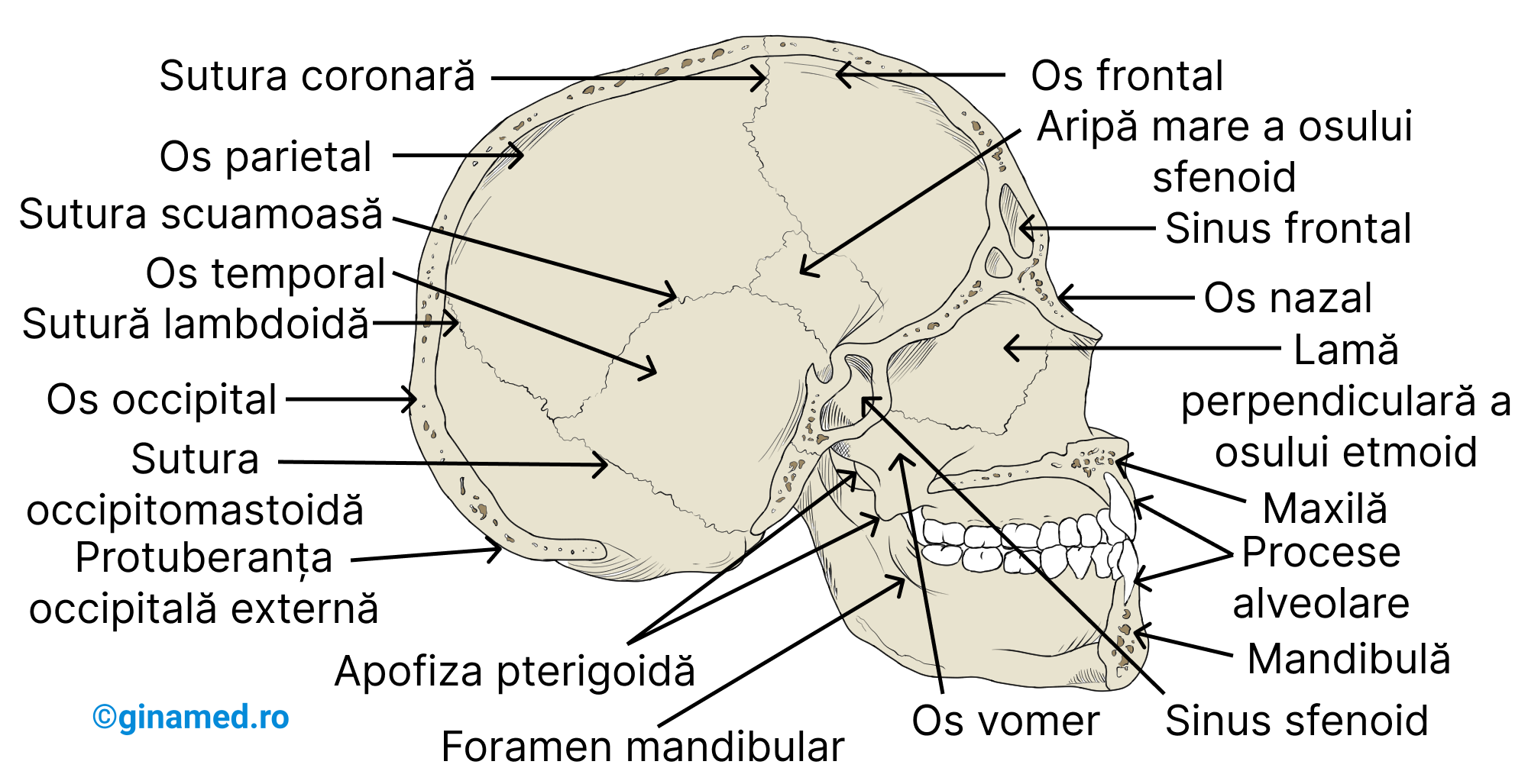 Anatomia internă a cutiei craniene în secțiune sagitală, privind partea stângă a craniului. (Completare: pe desen se observă aripa mare a osului sfenoid între oasele: frontal, parietal, temporal.)