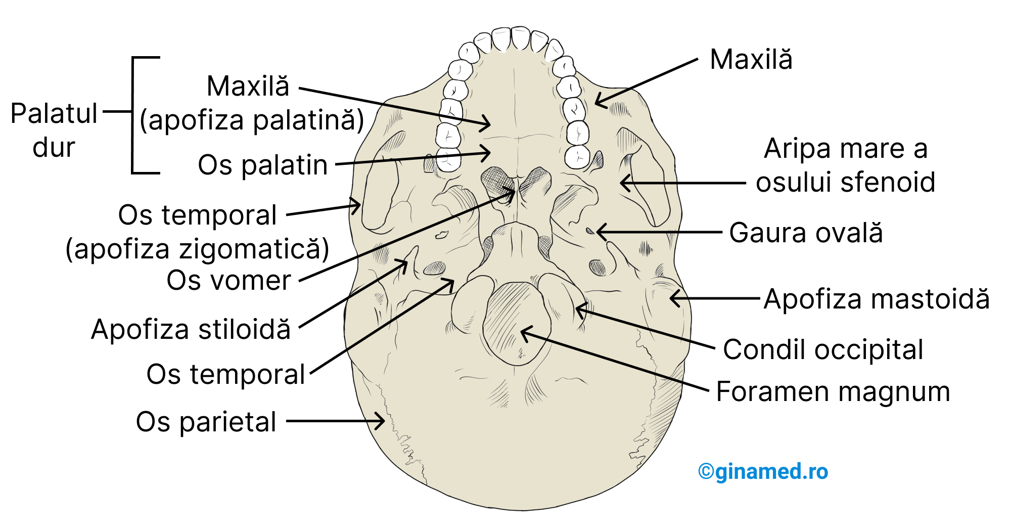Cutia craniană - vedere inferioară din care a fost îndepărtată mandibula. (Completare: pe desen se observă gaura ovală care este la nivelul osului sfenoid).