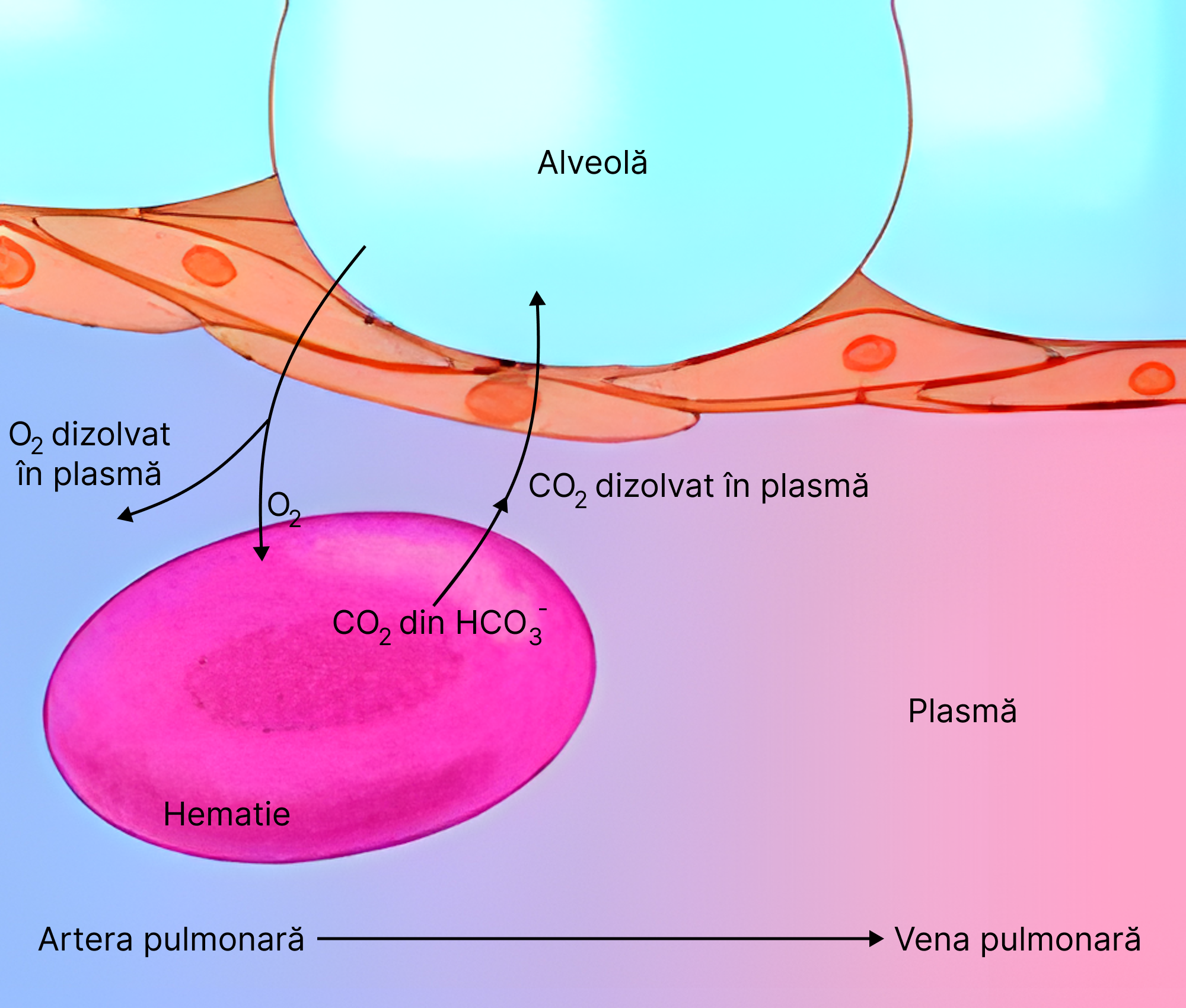 Difuziunea gazelor respiratorii.