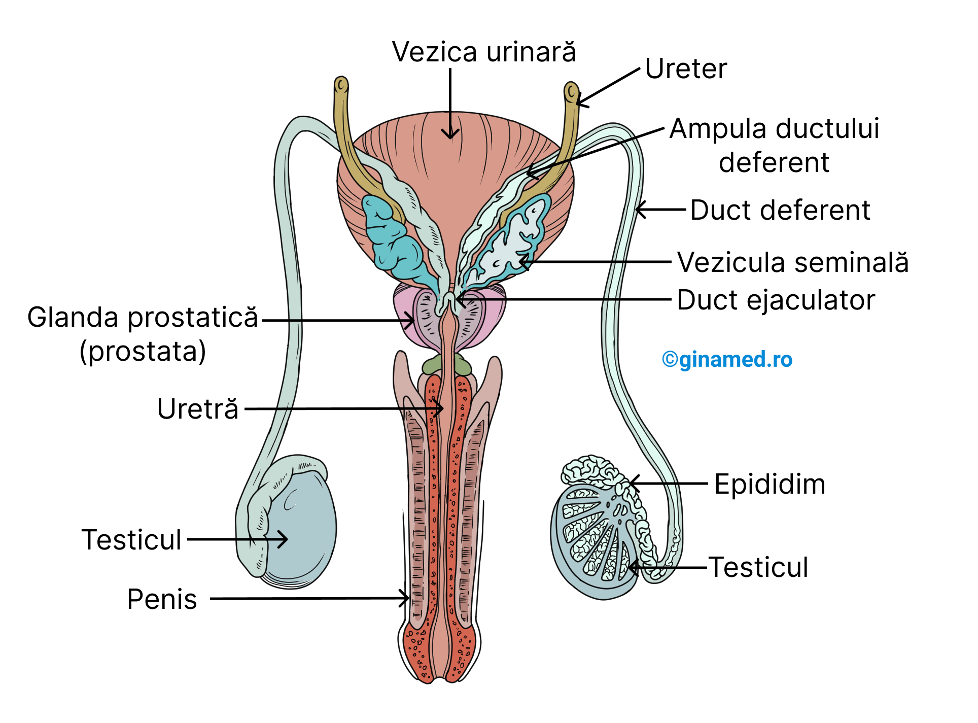 Ductele și organele anexe ale sistemului reproducător masculin - vedere posterioară. 